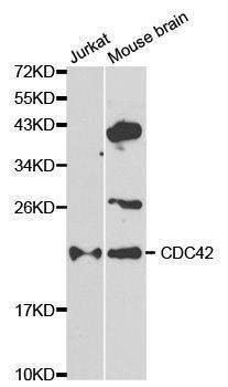Anti-CDC42 Antibody