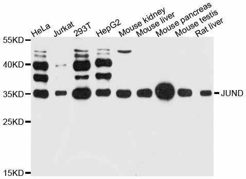 Anti-JUND Antibody