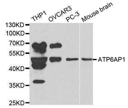 Anti-ATP6AP1 Antibody