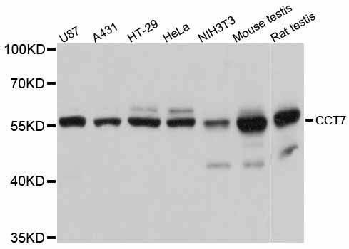 Anti-CCT7 Antibody