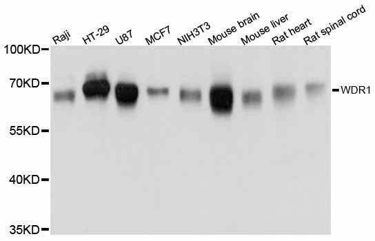 Anti-WDR1 Antibody