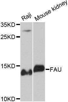Anti-FAU Antibody