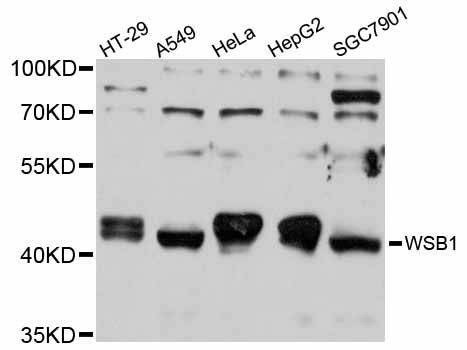 Anti-WSB1 Antibody
