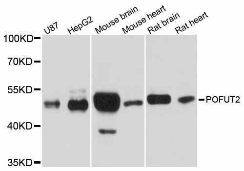 Anti-POFUT2 Antibody