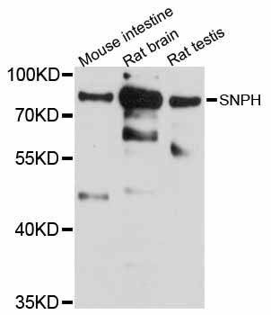 Anti-Mouse/Rat SNPH Antibody