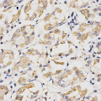 Anti-CDC20 Antibody