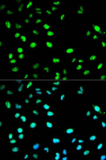 Anti-CDC20 Antibody