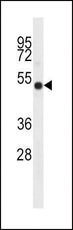 Anti-I23O2 (C-term) Antibody