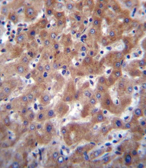 Anti-I23O2 (C-term) Antibody