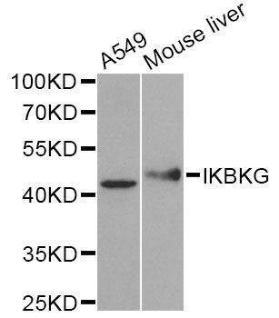 Anti-IKBKG Antibody