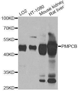 Anti-PMPCB Antibody