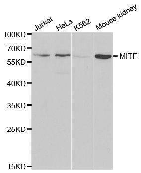 Anti-MITF Antibody