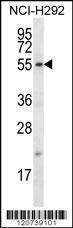 Anti-FBXO15 (N-term) Antibody