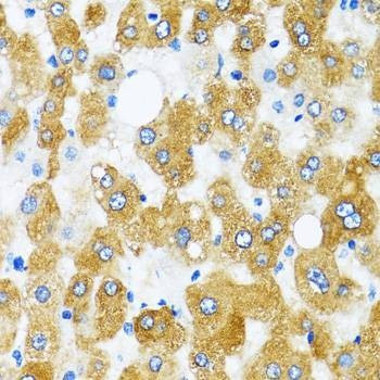 Anti-GABARAP Antibody