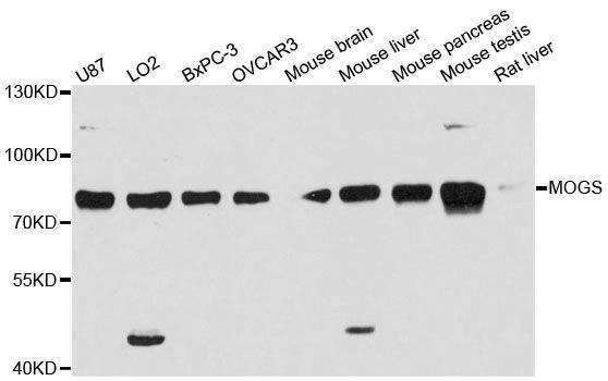 Anti-MOGS Antibody