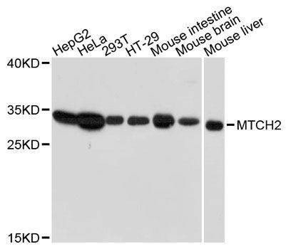 Anti-MTCH2 Antibody