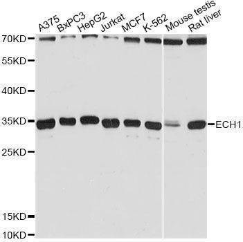 Anti-ECH1 Antibody