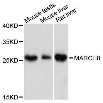 Anti-Mouse/Rat MARCH8 Antibody
