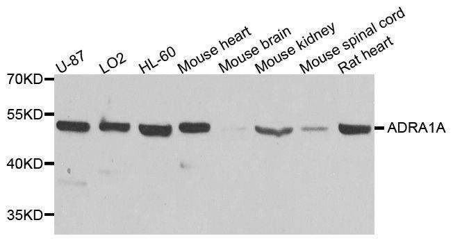 Anti-ADRA1A Antibody