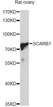 Anti-SCARB1 Antibody