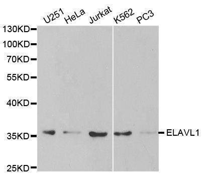 Anti-ELAVL1 Antibody