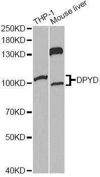 Anti-DPYD Antibody