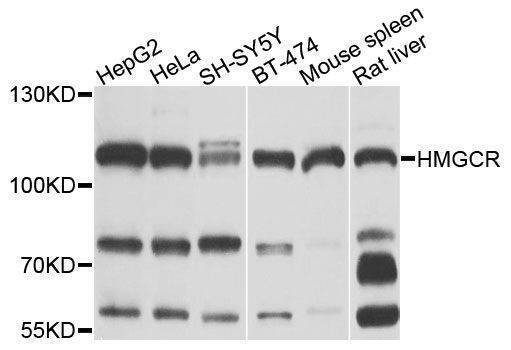 Anti-HMGCR Antibody
