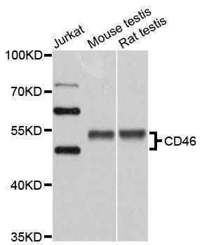 Anti-CD46 Antibody