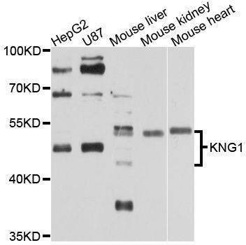 Anti-KNG1 Antibody