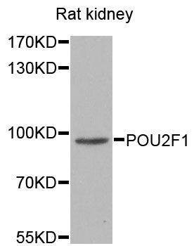 Anti-POU2F1 Antibody