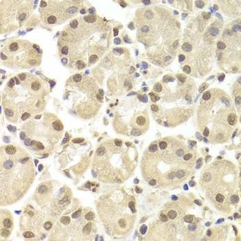 Anti-POU2F1 Antibody