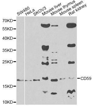 Anti-CD59 Antibody