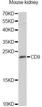 Anti-CD9 Antibody
