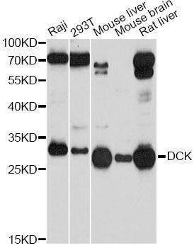 Anti-DCK Antibody