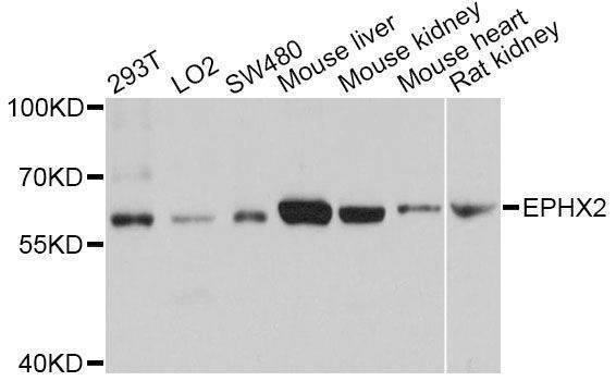 Anti-EPHX2 Antibody