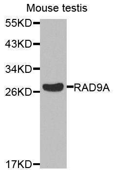 Anti-RAD9A Antibody