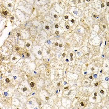Anti-RAD9A Antibody