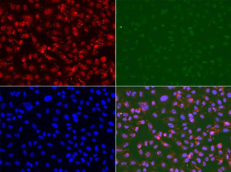 Anti-RAD9A Antibody