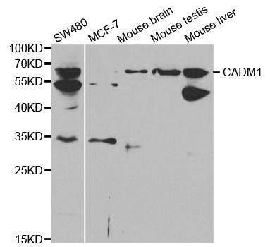 Anti-CADM1 Antibody