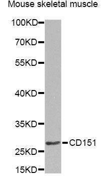 Anti-CD151 Antibody