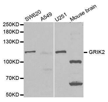 Anti-GRIK2 Antibody