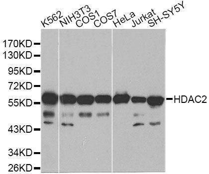 Anti-HDAC2 Antibody