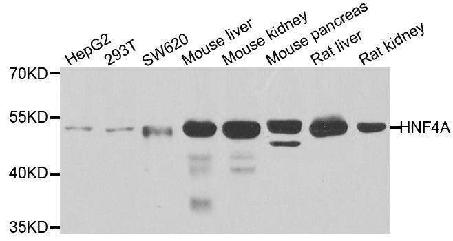 Anti-HNF4A Antibody