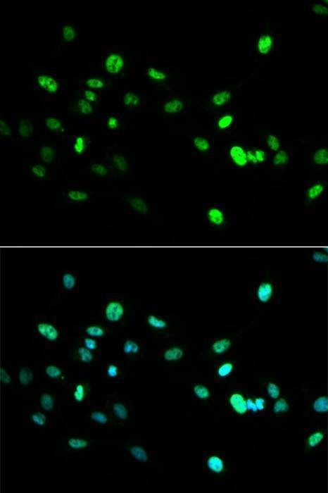 Anti-HNF4A Antibody