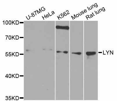 Anti-LYN Antibody