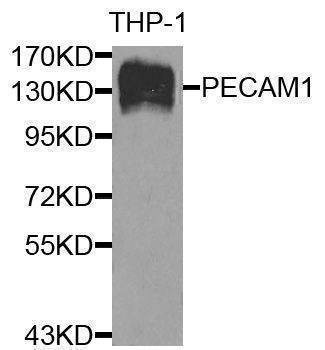Anti-PECAM1 Antibody