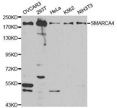 Anti-SMARCA4 Antibody