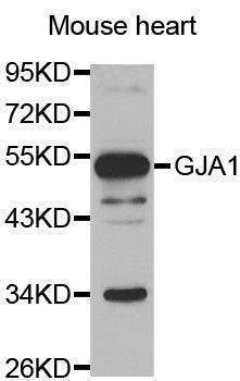 Anti-GJA1 Antibody