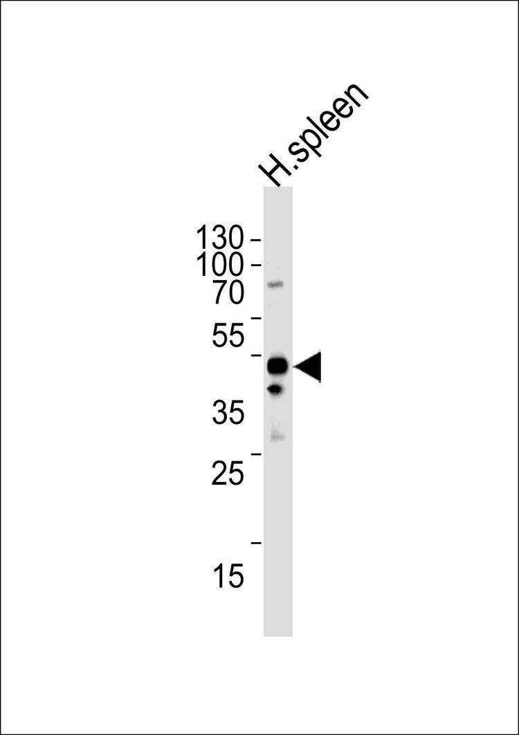 Anti-CHMP6 (N-term) Antibody
