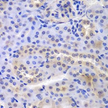 Anti-PSMA6 Antibody